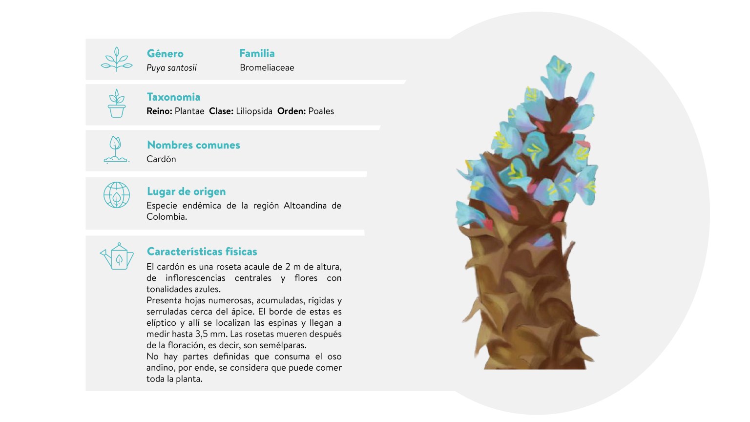Flores_oso_Cardón