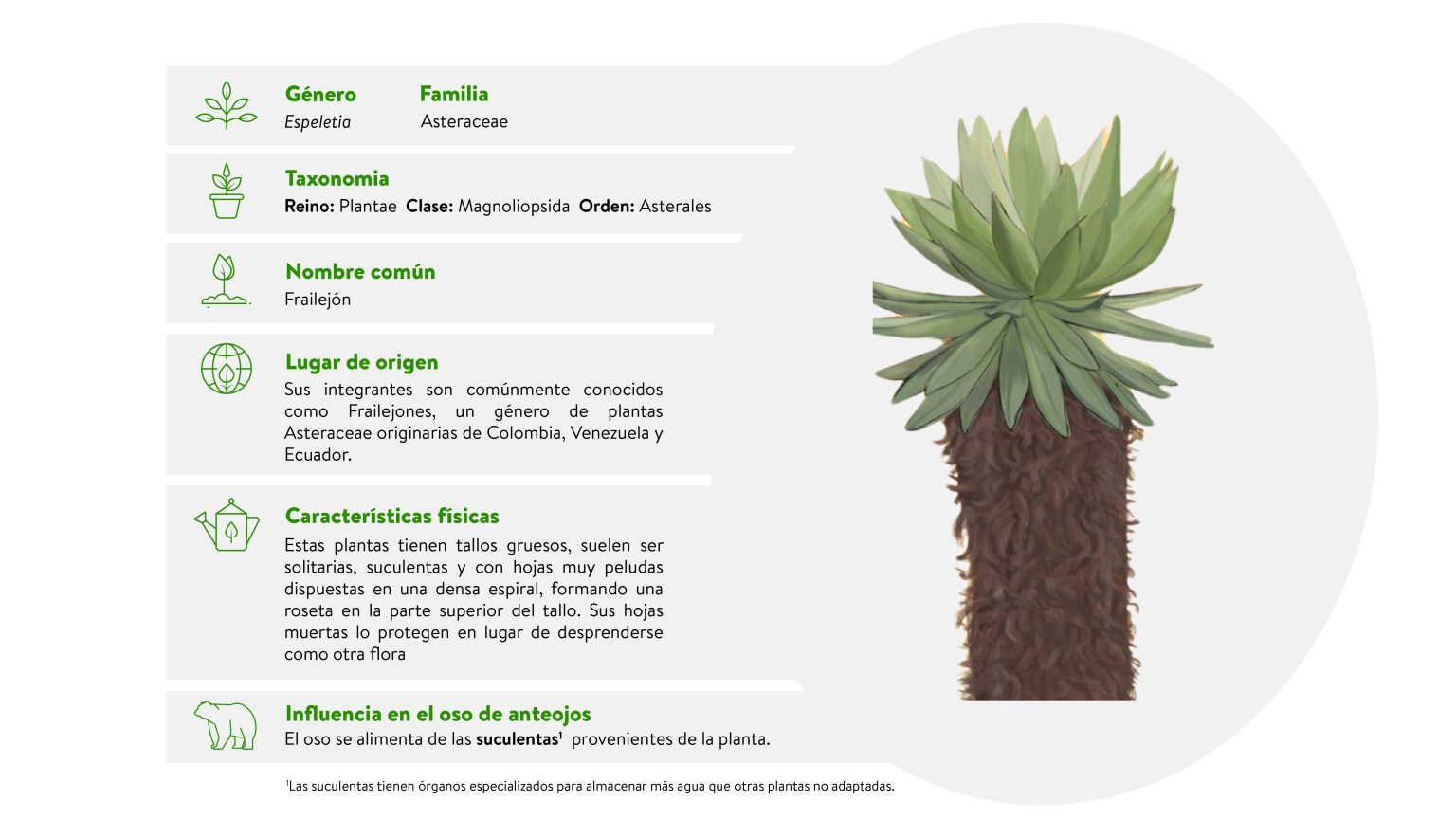 Flores_oso_Frailejon
