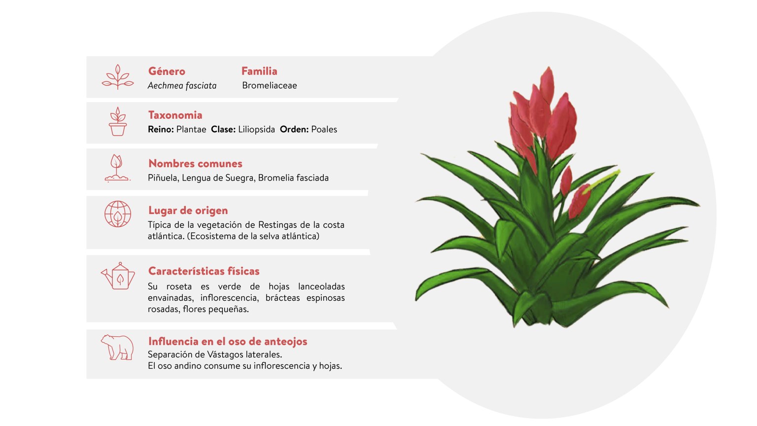 Flores_oso_Lengua de suegra