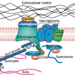 Distrofia muscular-03